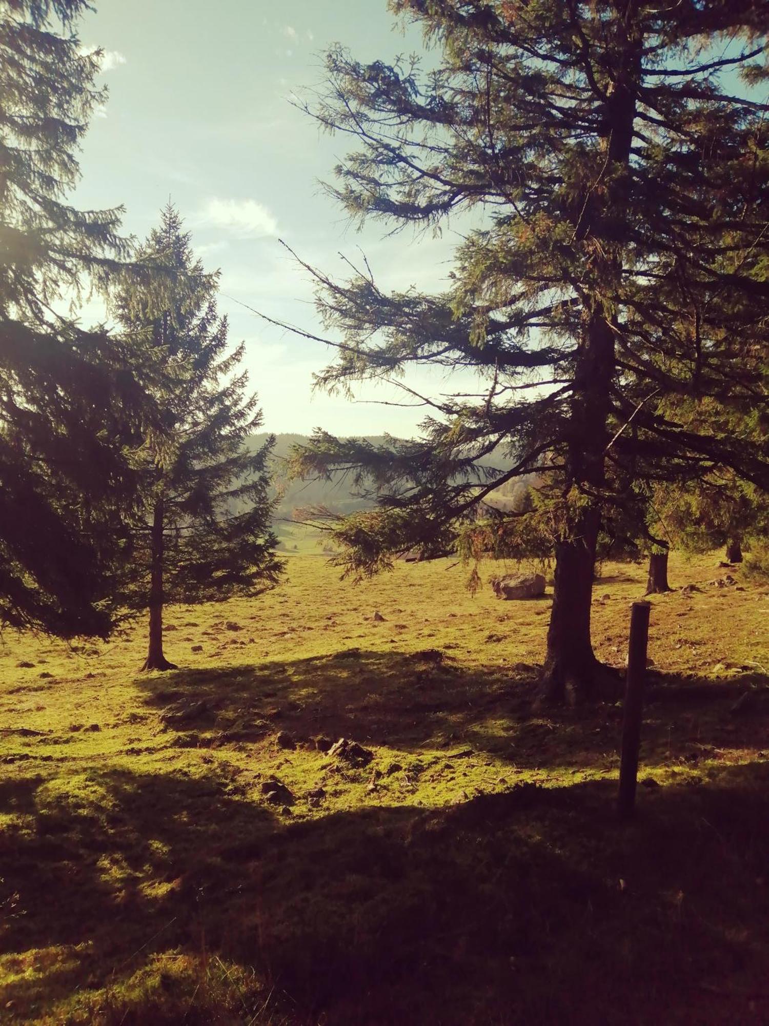 Am Kurpark Guest house Todtmoos
